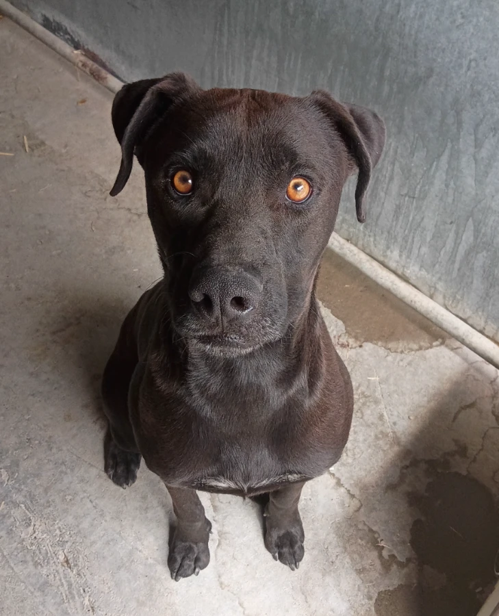 An adult medium-sized male Retriever - Labrador dog named Shadow for adoption in Dillon, MT