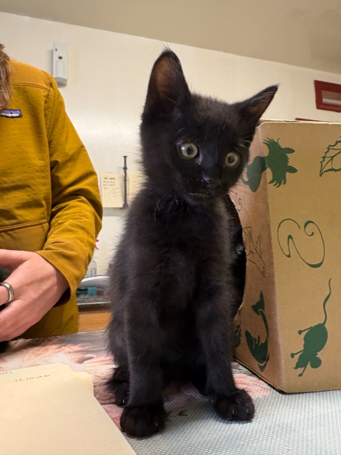 A baby small-sized female Mixed Breed cat named Buttercup for adoption in Dillon, MT