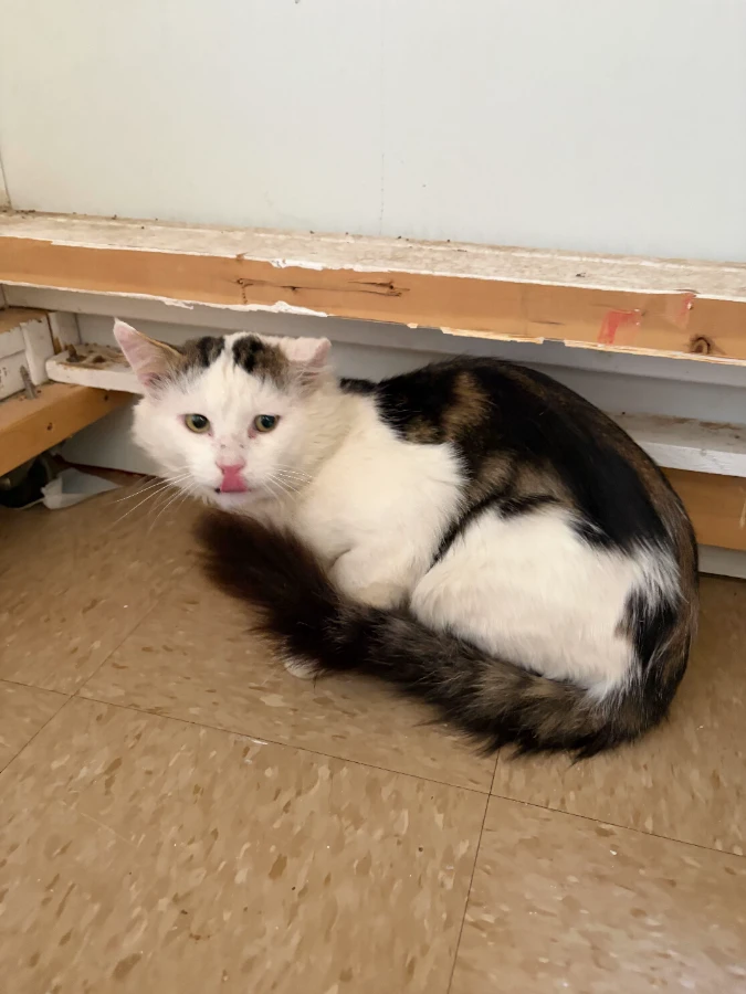 An adult large-sized male Domestic Medium Hair cat named Puffin for adoption in Dillon, MT