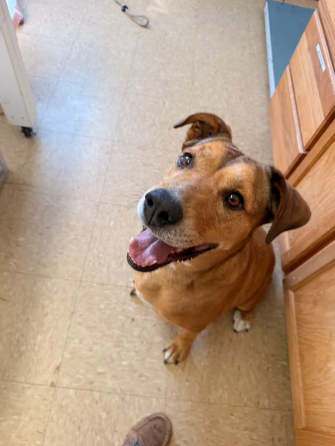 An adult medium-sized female Mixed Breed dog named Azrael for adoption in Dillon, MT