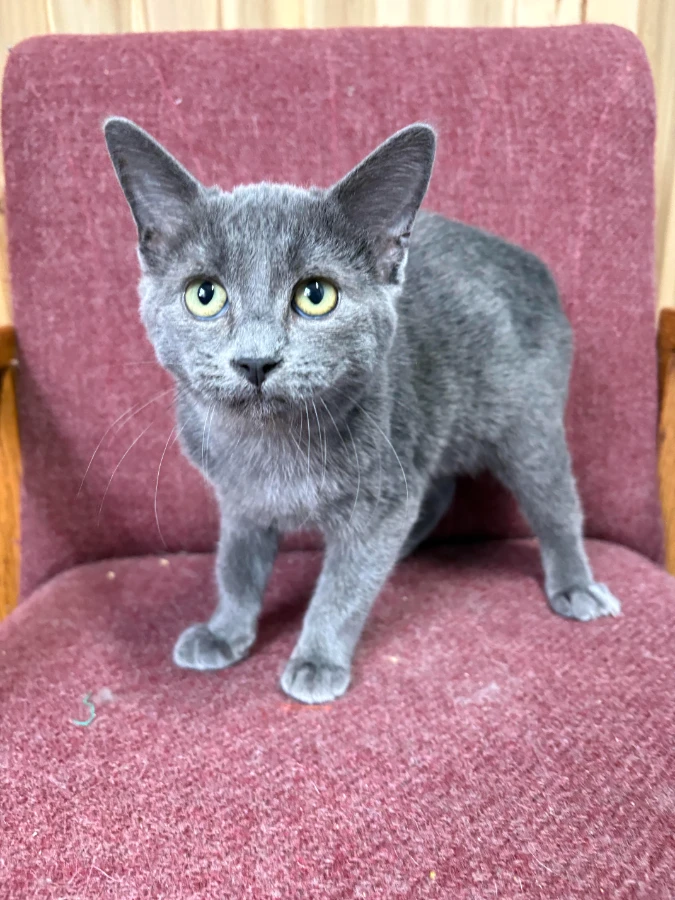 A baby small-sized male Gray / Blue / Silver Domestic Short Hair cat named Binx for adoption in Dillon, MT