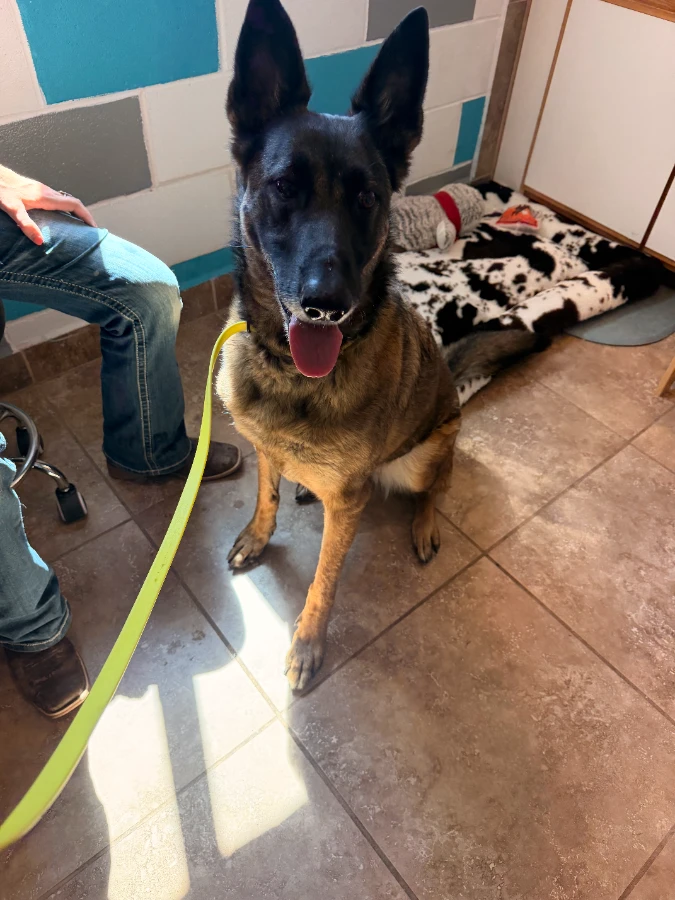 An adult medium-sized female Belgian Shepherd / Malinois dog named Isla for adoption in Dillon, MT