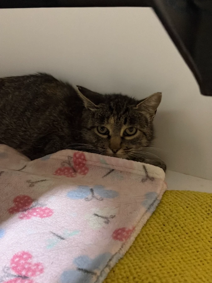 A young unknown-sized female Tabby (Brown / Chocolate) Domestic short hair cat named Jinxy for adoption in Dillon, MT