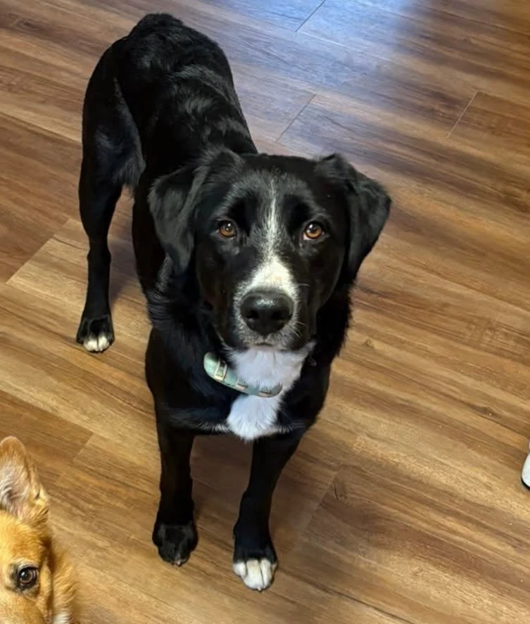 An adult medium-sized female Greater Swiss Mountain Dog & Mutt dog named Callie for adoption in Dillon, MT