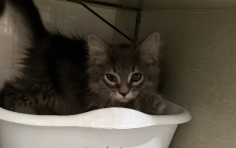 A baby small-sized male Domestic Long Hair cat named Nutter Butter for adoption in Dillon, MT