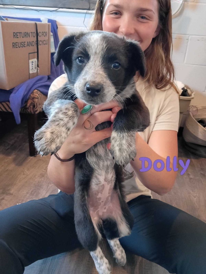 A baby medium-sized female Australian Cattle Dog / Blue Heeler dog named Dolly for adoption in Dillon, MT