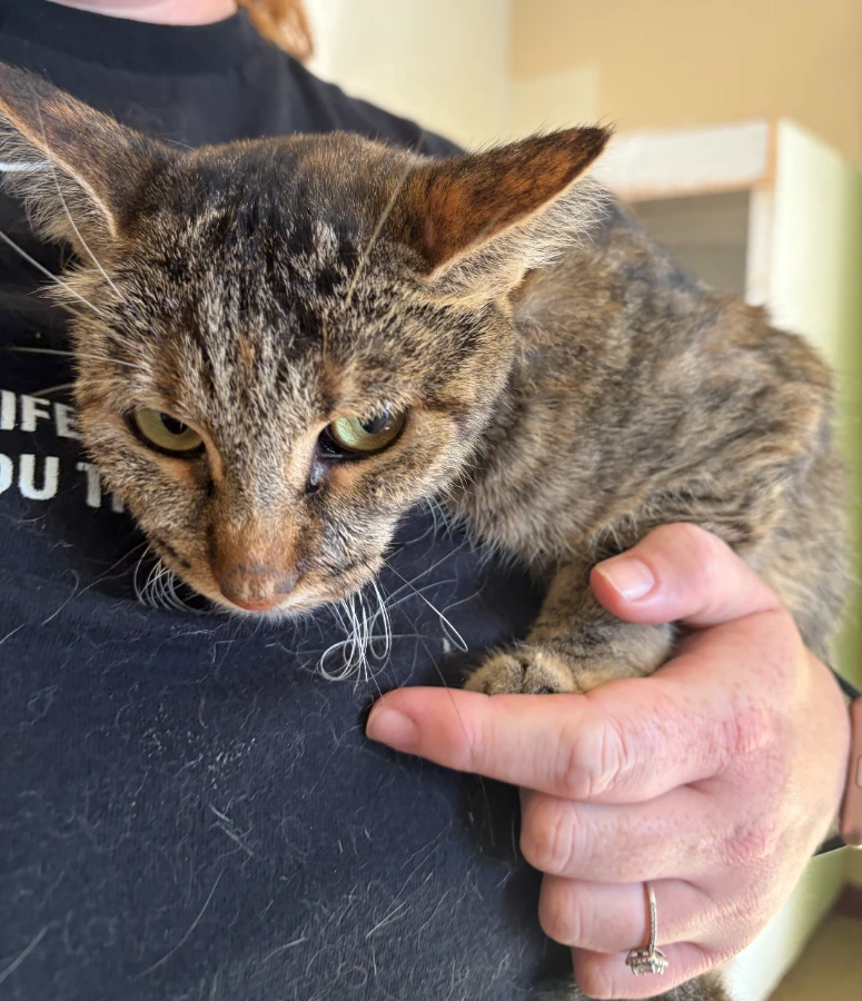An adult medium-sized female Tabby (Brown / Chocolate) Domestic Short Hair cat named Suzie Q for adoption in Dillon, MT