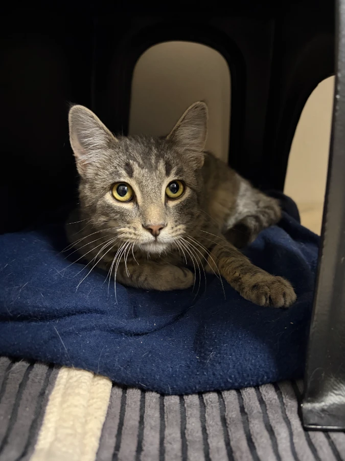 An unknown unknown-sized female Domestic Short Hair cat named Nutmeg for adoption in Dillon, MT