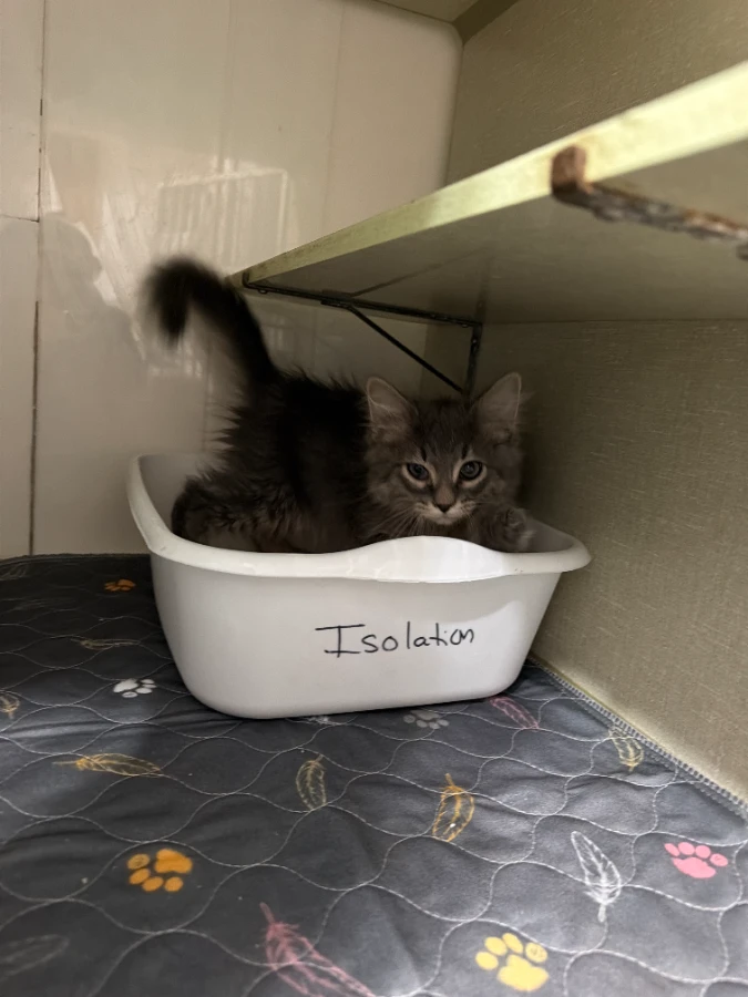 A baby small-sized male Domestic Long Hair cat named Nutter Butter for adoption in Dillon, MT