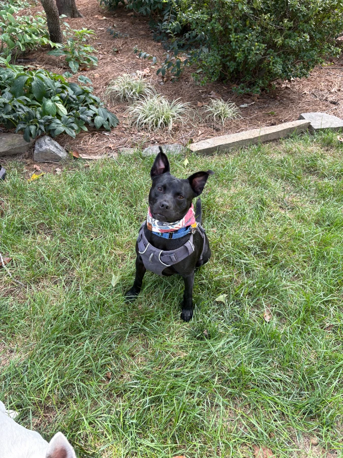 A young medium-sized male Mixed Breed dog named Batman for adoption in Lewisville, NC