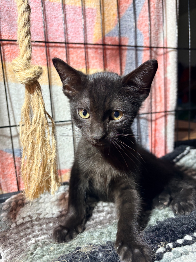 A baby medium-sized male Black American Shorthair cat named Magic for adoption in Katy, TX