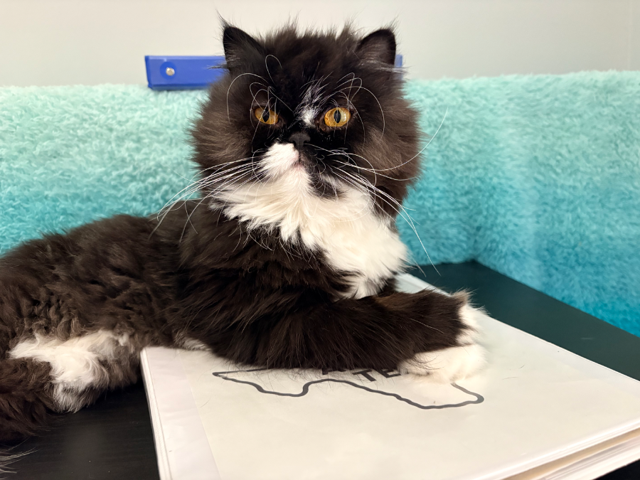 An adult small-sized female Black & White / Tuxedo Himalayan cat named Pepper for adoption in Katy, TX