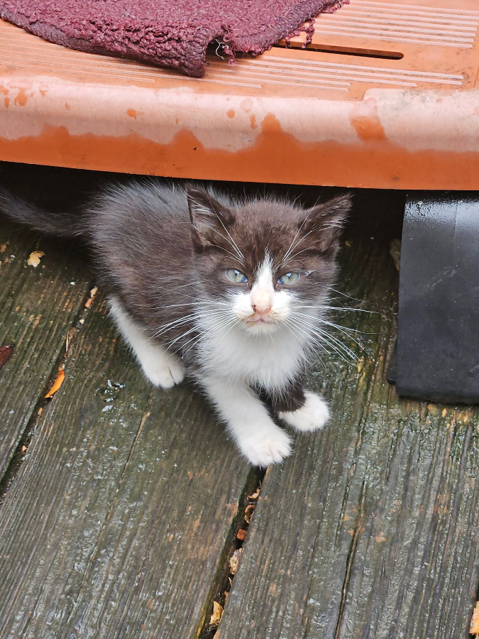 A baby medium-sized male Black & White / Tuxedo American Shorthair cat named Charlie for adoption in Katy, TX