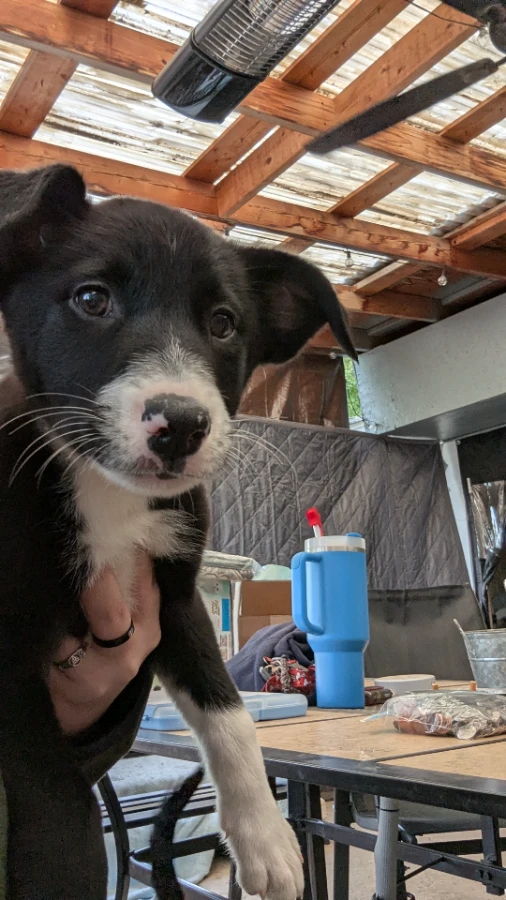 A baby small-sized female Border Collie dog named Lyra for adoption in Riverton, WY