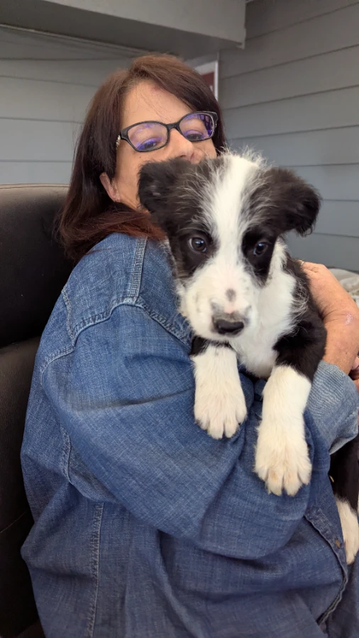 A baby small-sized male Irish Setter dog named Calix for adoption in Riverton, WY