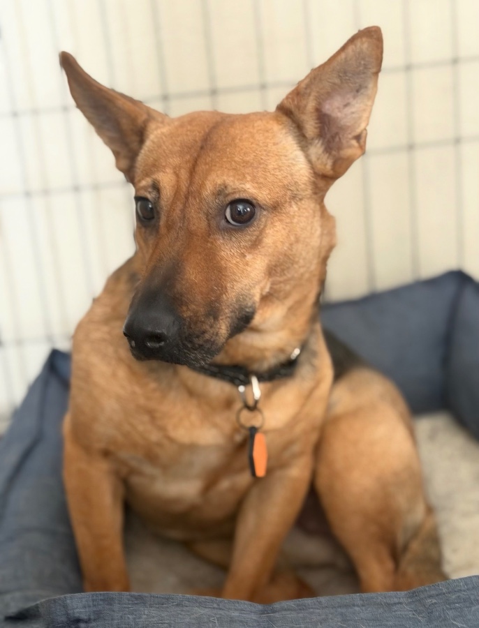 A young small-sized female German Shepherd Dog named Roberta  for adoption in Perris, CA
