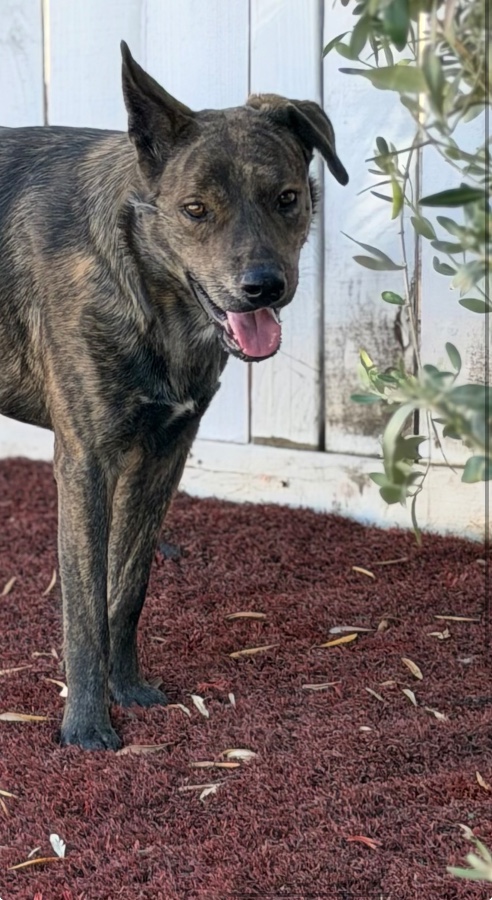 An unknown unknown-sized female Brindle Dutch Shepherd dog named Alfie for adoption in Perris, CA