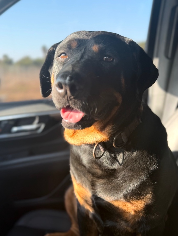 An adult large-sized male Rottweiler dog named Wizard for adoption in Perris, CA