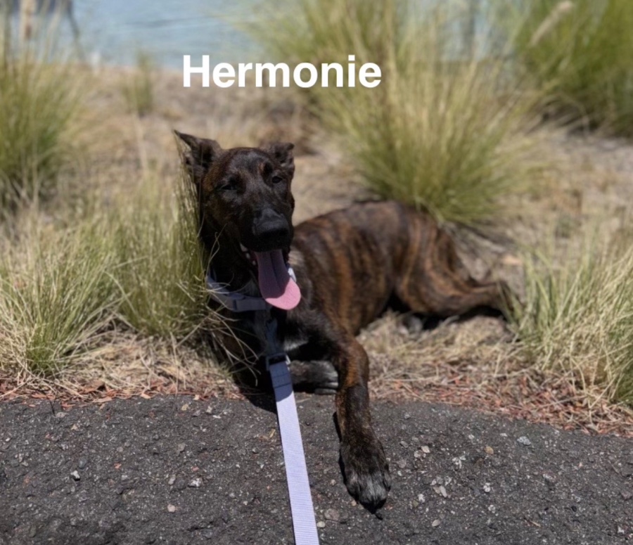 A baby large-sized female Brindle Dutch Shepherd dog named Hermione for adoption in Perris, CA