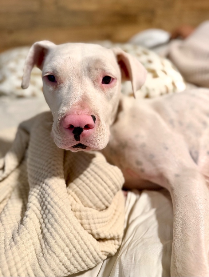 A baby large-sized female Dogo Argentino dog named Pearl for adoption in Perris, CA