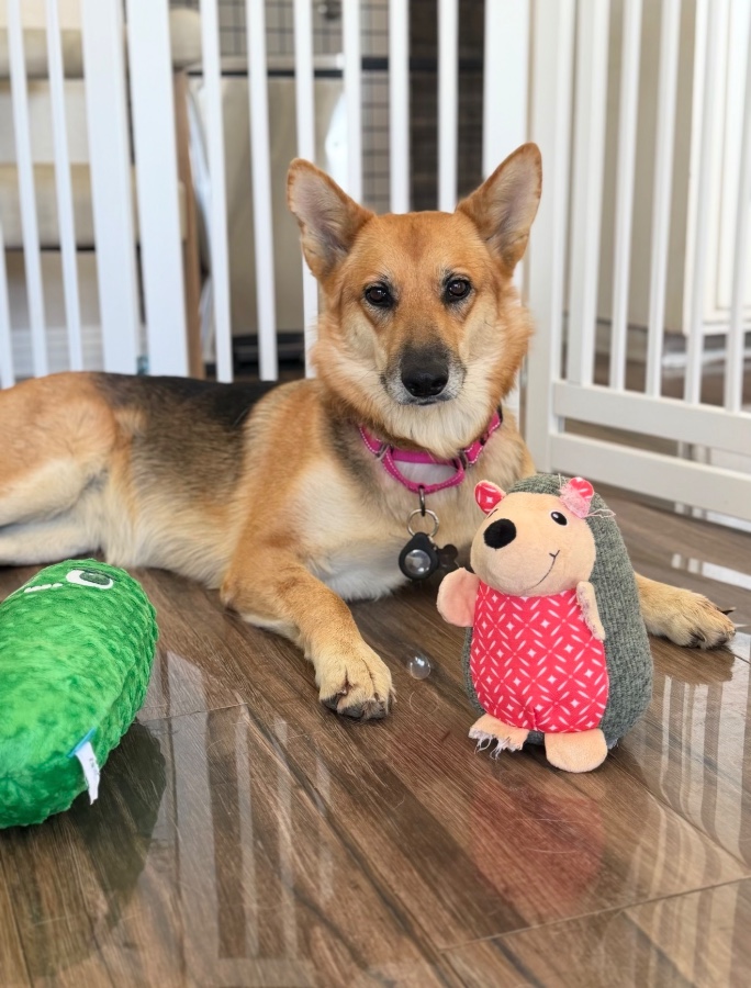 A young large-sized female German Shepherd Dog named Lexi for adoption in Perris, CA