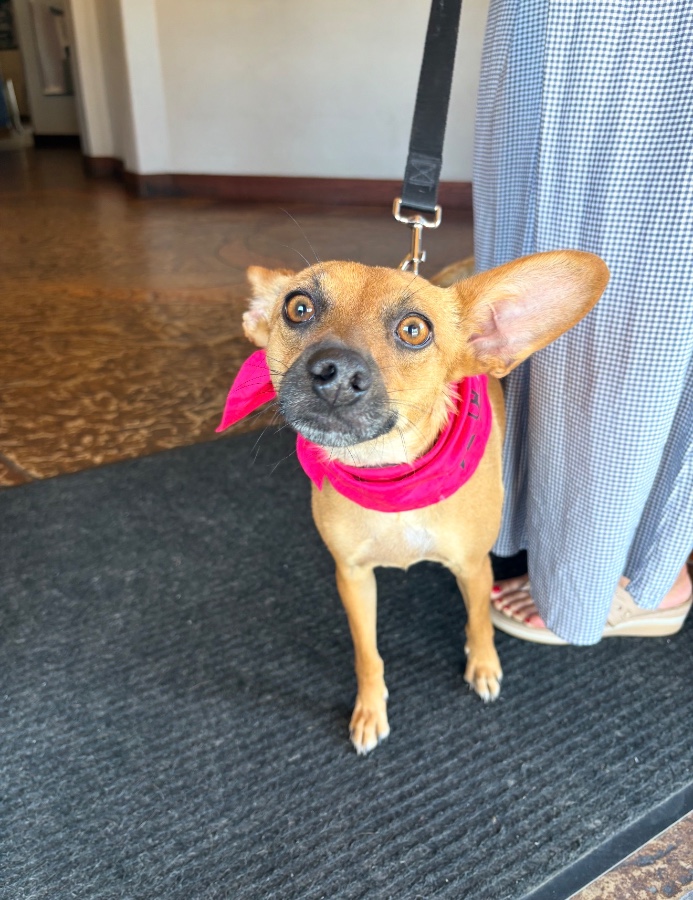 An adult small-sized female Brown / Chocolate Chihuahua dog named Sami  for adoption in Perris, CA