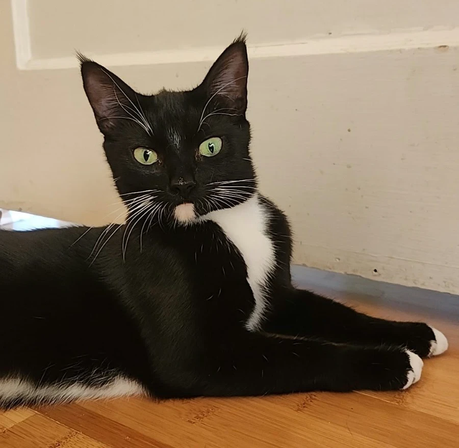Tuxie thumbnail 17