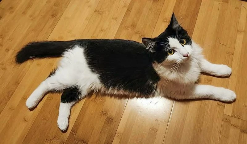 A young unknown-sized female Mixed Breed cat named Harmony for adoption in San Jose, CA