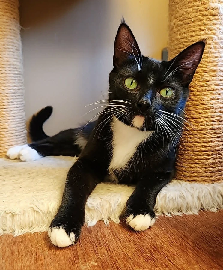 Tuxie thumbnail 8