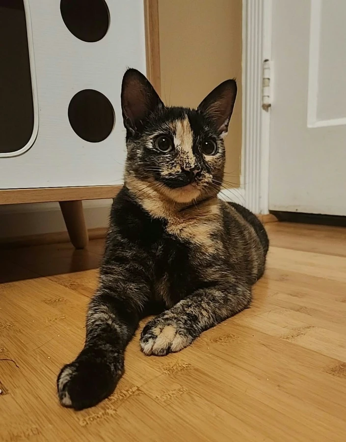 A young small-sized female Tortoiseshell American Shorthair cat named Bambi for adoption in San Jose, CA