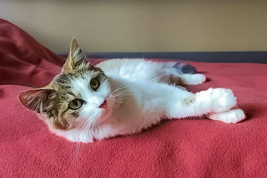 A young unknown-sized female Mixed Breed cat named Aria for adoption in San Jose, CA