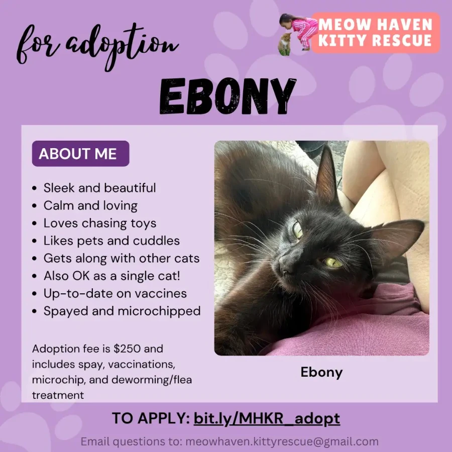 Ebony thumbnail 8