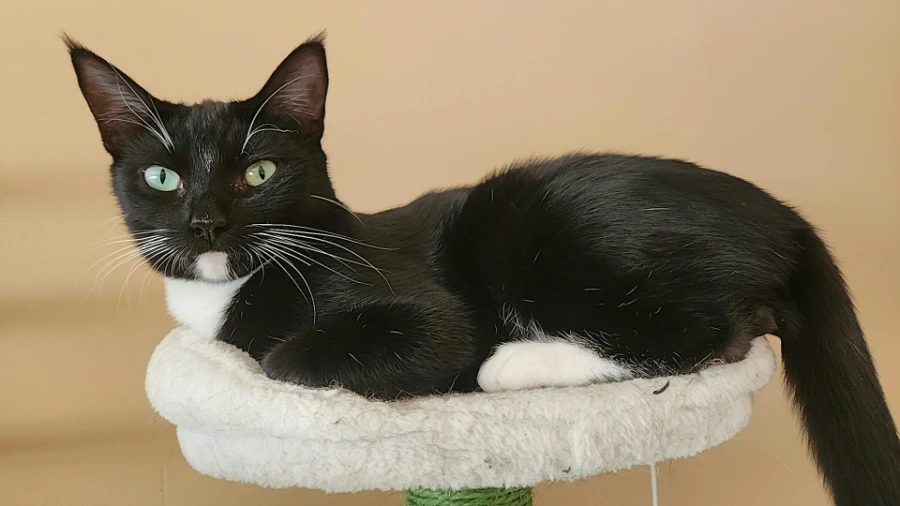 Tuxie thumbnail 16