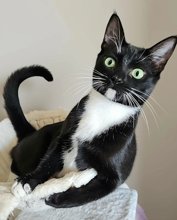 Tuxie thumbnail 3