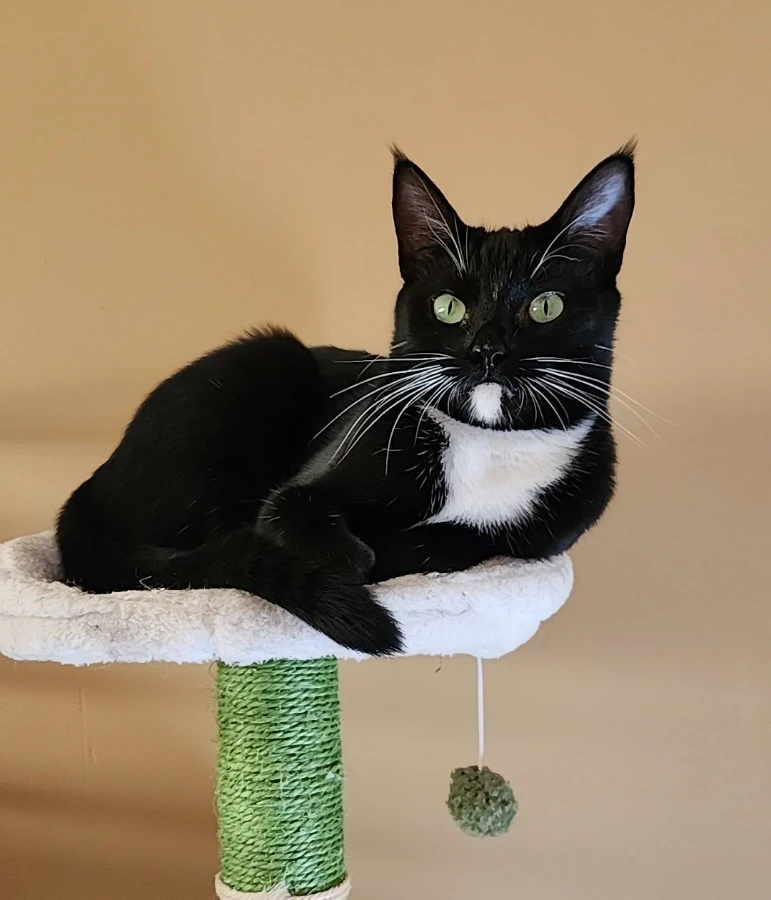 Tuxie thumbnail 4