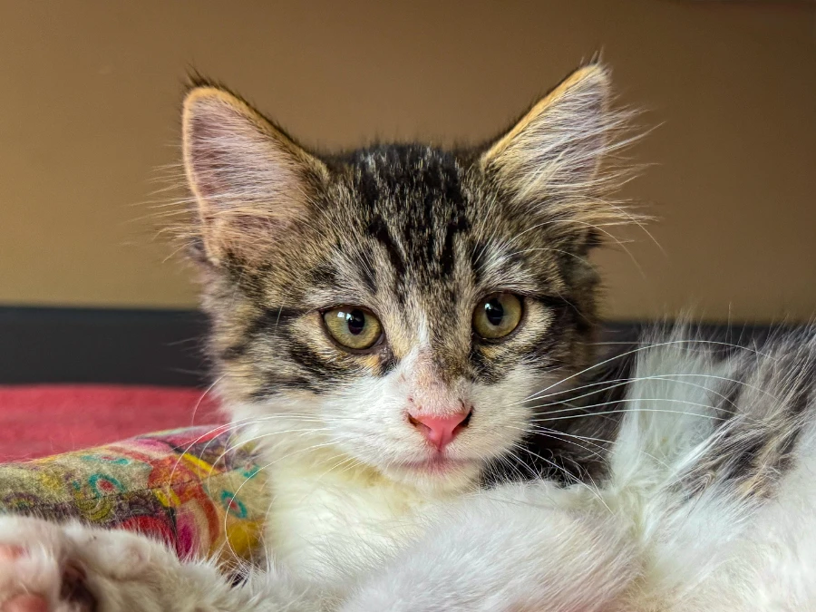 A young small-sized male Mixed Breed cat named Fluffy for adoption in San Jose, CA