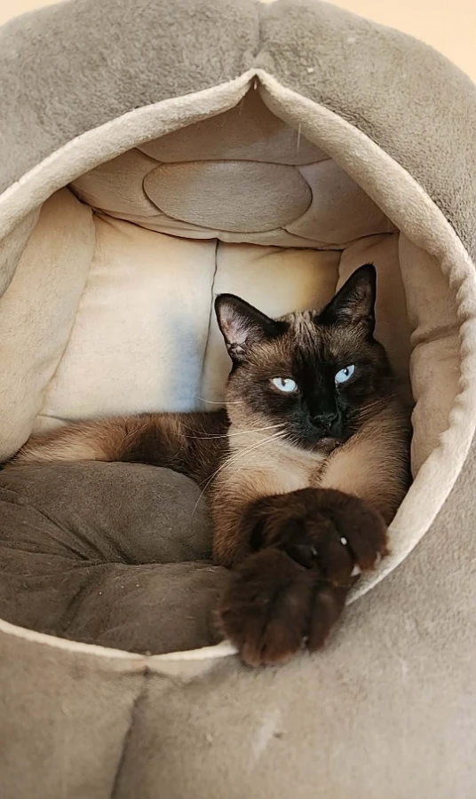 An adult medium-sized male Siamese cat named Keanu for adoption in San Jose, CA