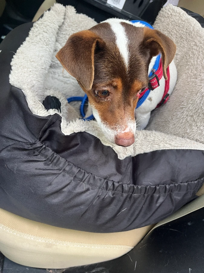 Chiquita(Rosie)