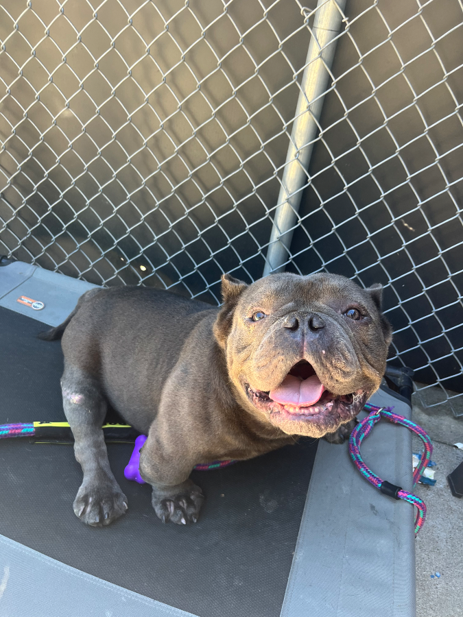 A senior medium-sized male Gray / Blue / Silver American Bully dog named Stitch for adoption in Pawtucket, RI