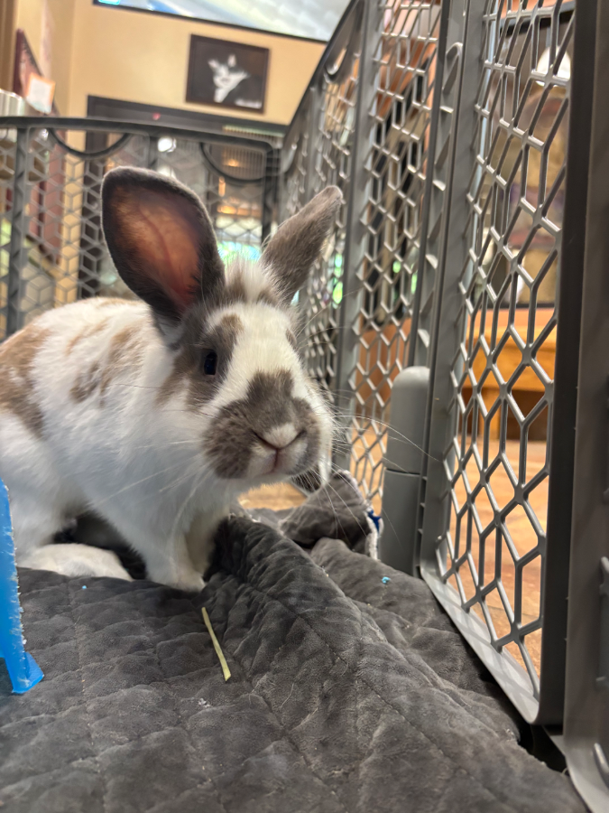 Rabbit thumbnail 3