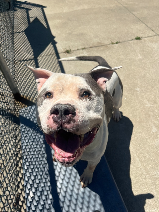 An adult extra large-sized male White / Cream American Bully dog named Moo for adoption in Pawtucket, RI