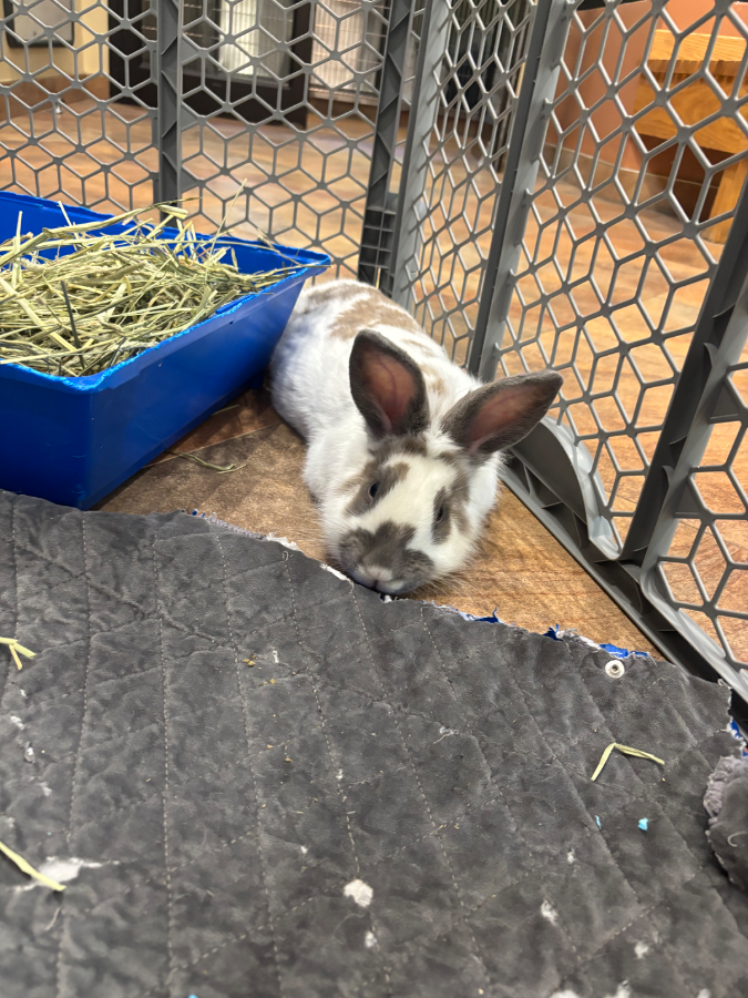 Rabbit thumbnail 2