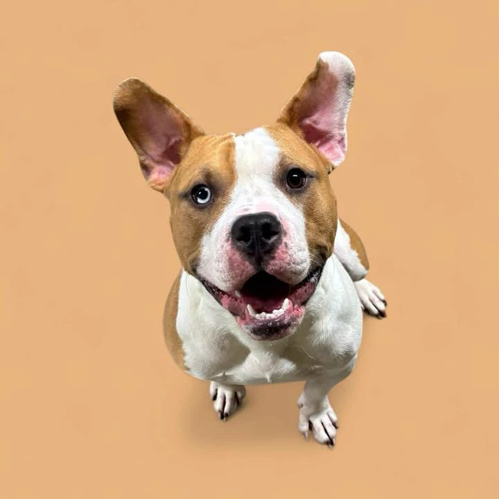 A young medium-sized male Yellow / Tan / Blond / Fawn American Bully dog named Bentley for adoption in Pawtucket, RI