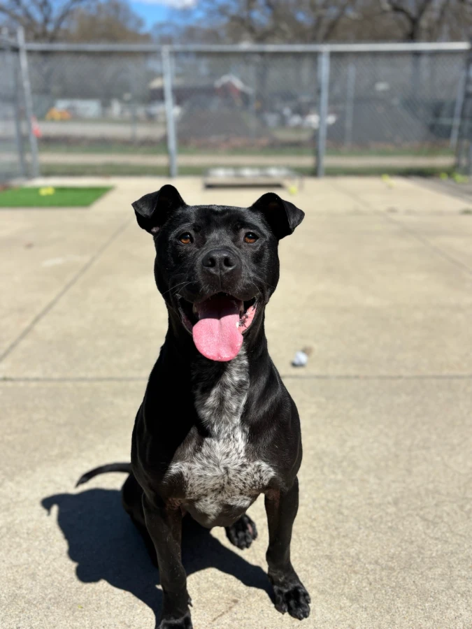An adult extra large-sized male Black Rhodesian Ridgeback dog named Sammy for adoption in Pawtucket, RI