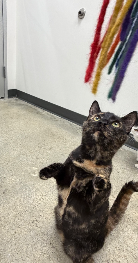 An adult medium-sized female Domestic Short Hair cat named Brandy for adoption in Irmo, SC