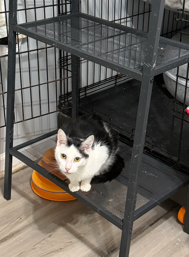 An adult medium-sized male Domestic Short Hair cat named Delta for adoption in Irmo, SC