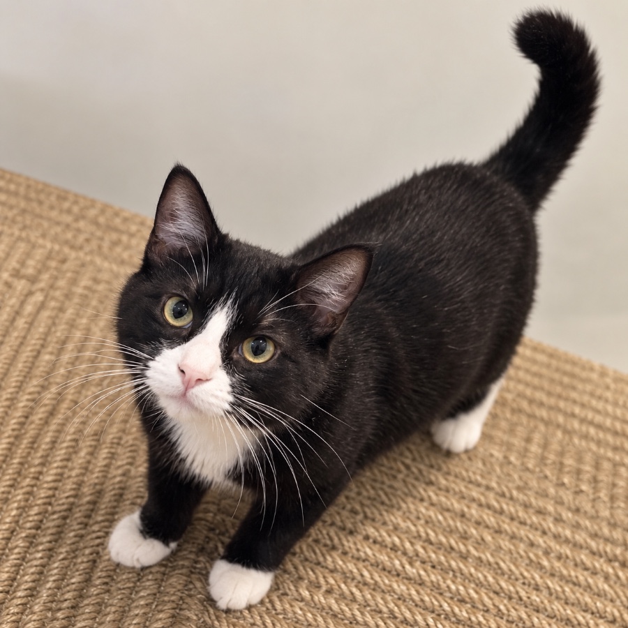 A baby unknown-sized male Black & White / Tuxedo Domestic Short Hair cat named Drizzle for adoption in Irmo, SC