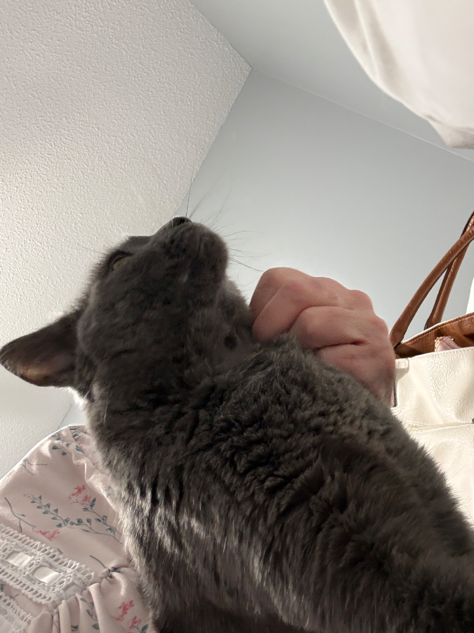 Gromit aka Grumpy thumbnail 3
