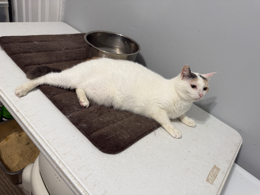 An adult medium-sized female Domestic Short Hair cat named Ash for adoption in Irmo, SC