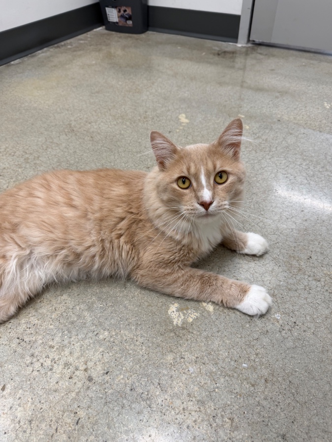 A young medium-sized male Tabby (Orange / Red) Domestic Short Hair cat named Goose for adoption in Irmo, SC